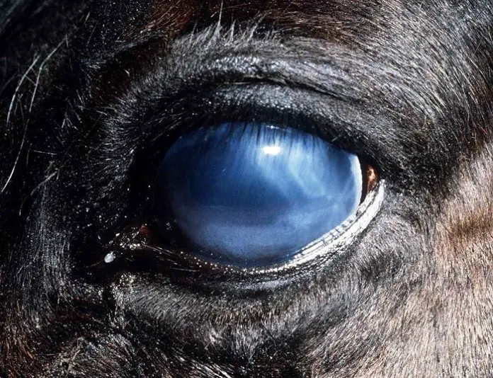 Moon Blindness in Horses