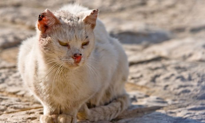 Plague in Cats