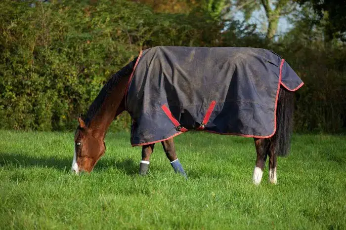 Purpose of Horse Blanket