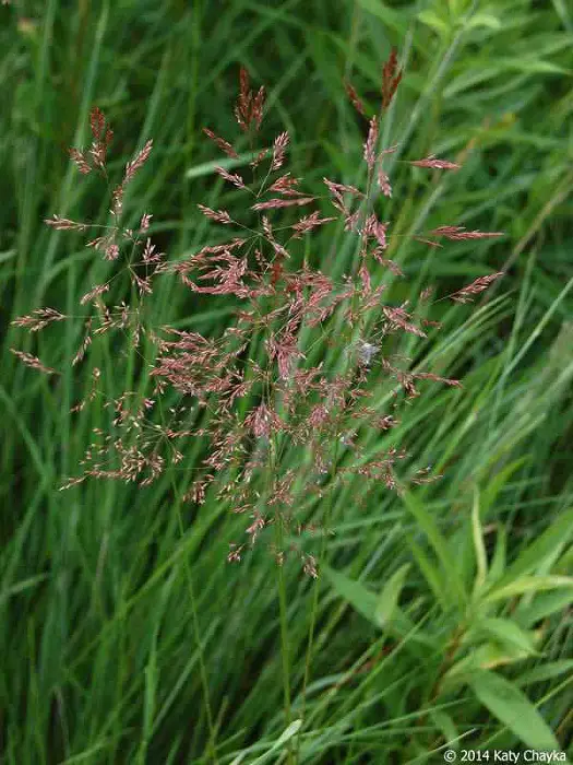 Redtop Grass as Horse Hay