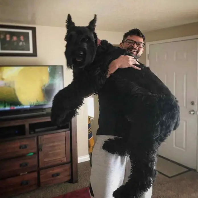 Reisenschnauzer Dog