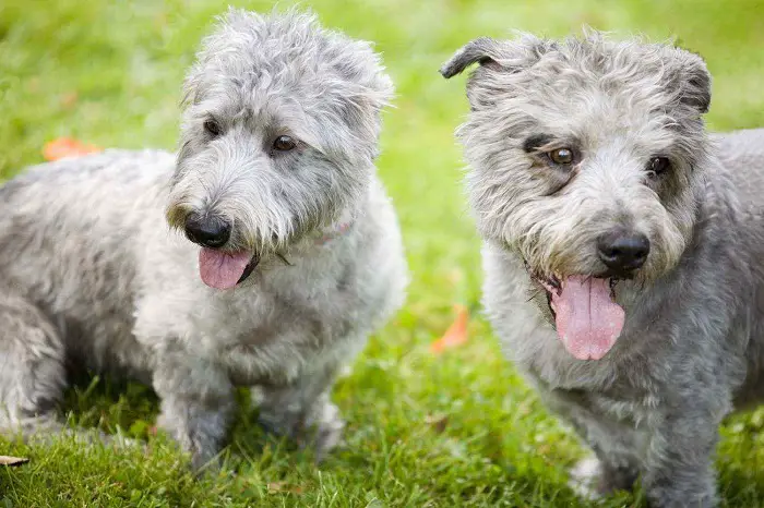 Wicklow Terrier Puppies