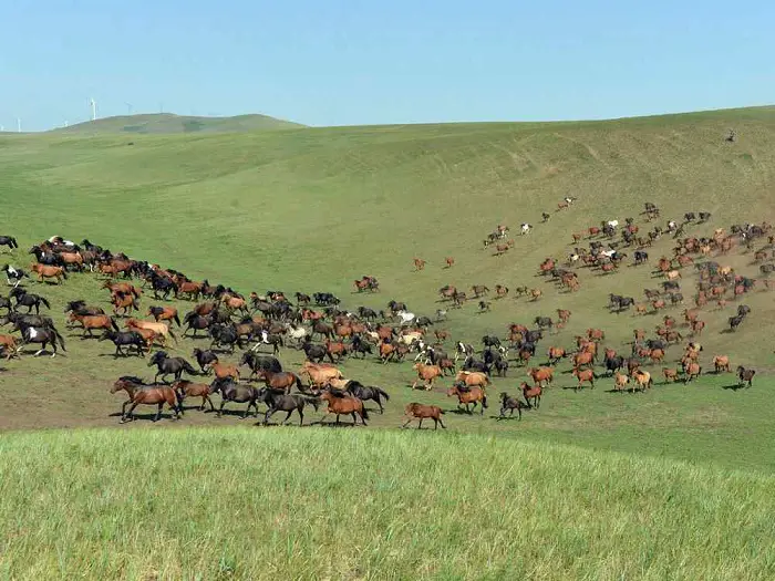 Wild Horses of Mongolia