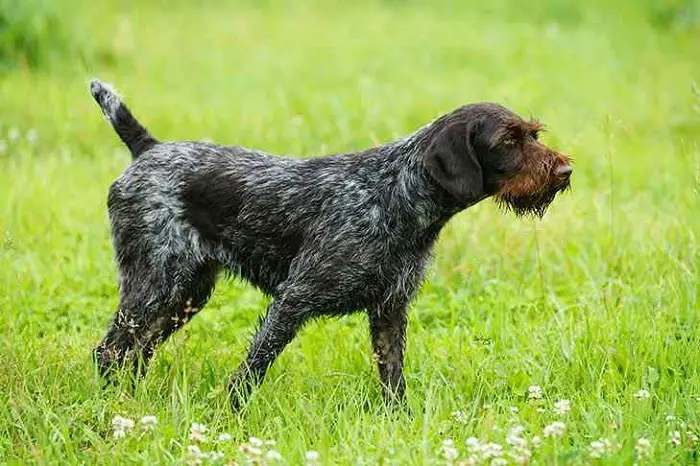 Wirehaired Pointer of Germany