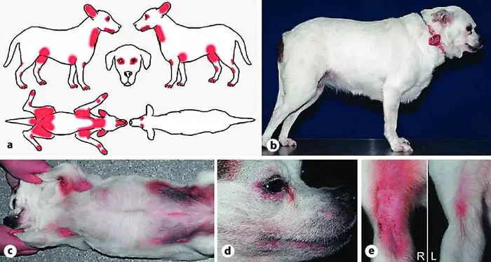 Atopic Dermatitis in Dogs