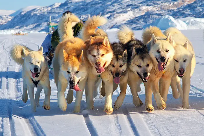 Beautiful Greenland Dogs