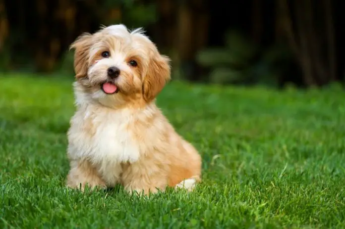 Bichon Havanais Dog