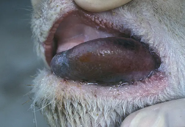 Blue Tongue in Sheep
