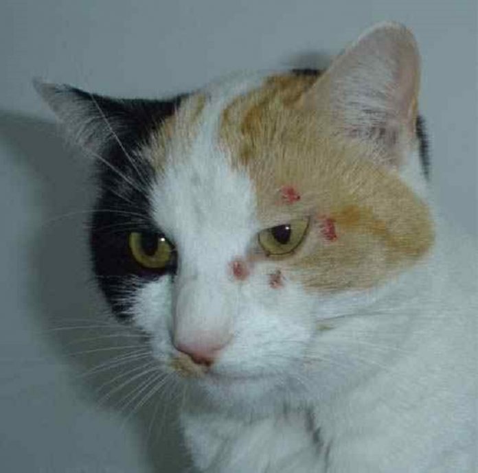 Cat Pox Infection