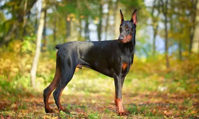 Doberman Pinscher Dog