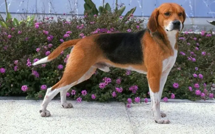 Dog Breed Harrier