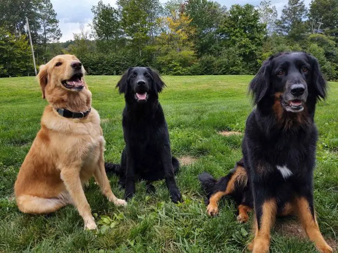 Dog Breed Hovies