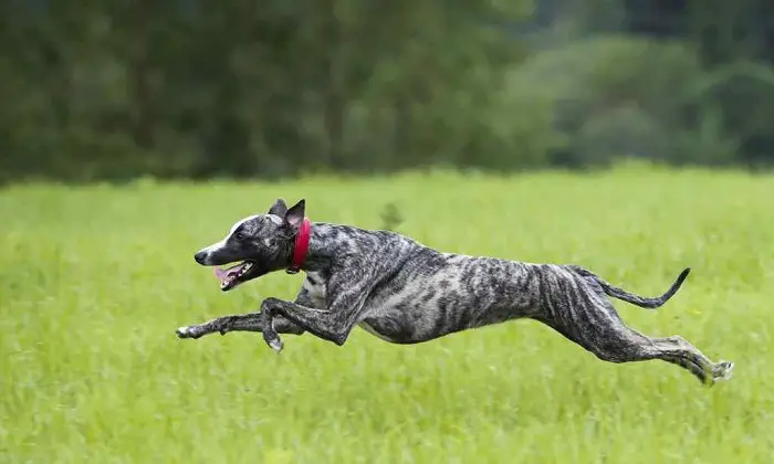 Fastest Dog Breed -Greyhound