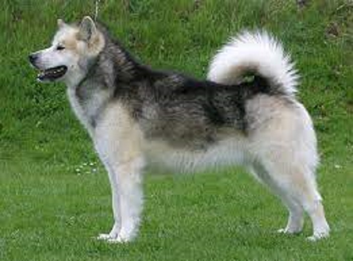 Features of Greenland Dog