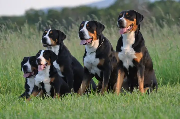Greater Swiss Mountain Dog