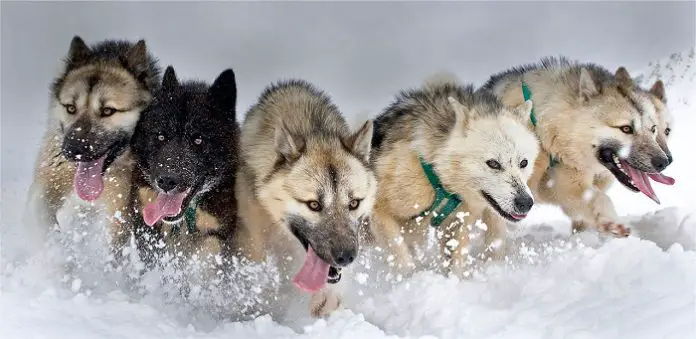 Greenland Dog