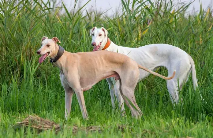 Greyhound Dog