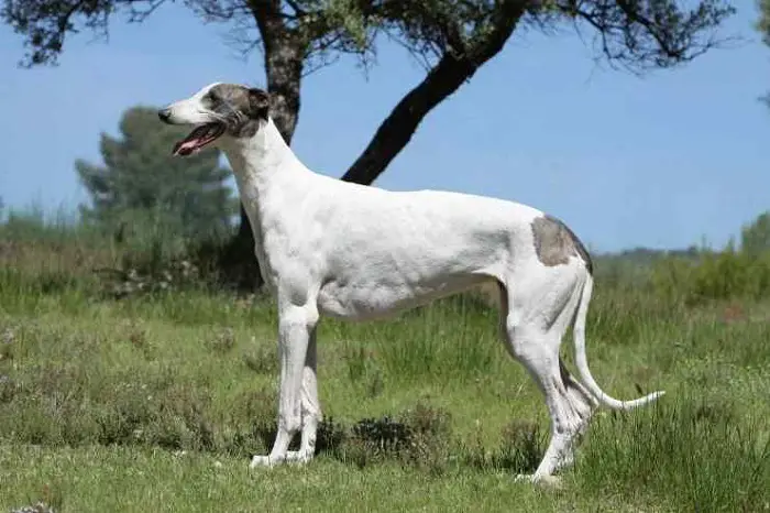 Greyhound Dog of Britain