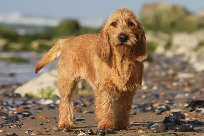Griffon Fauve de Bretagne