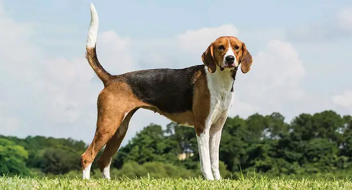 Harrier Dog
