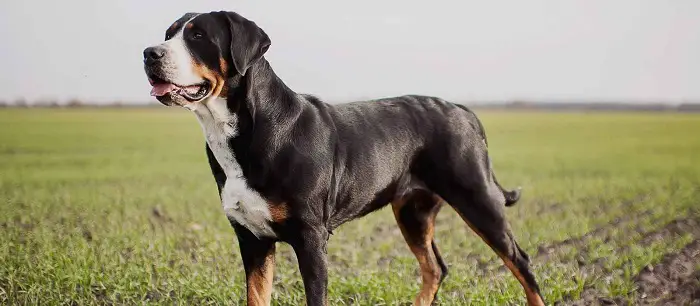 History of Greater Swiss Mountain Dog