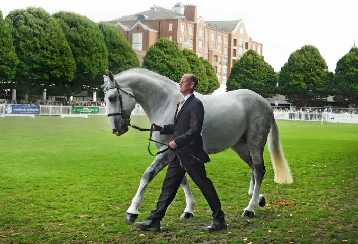 Irish Draft Horse