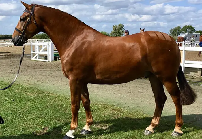 Irish Draught Horse
