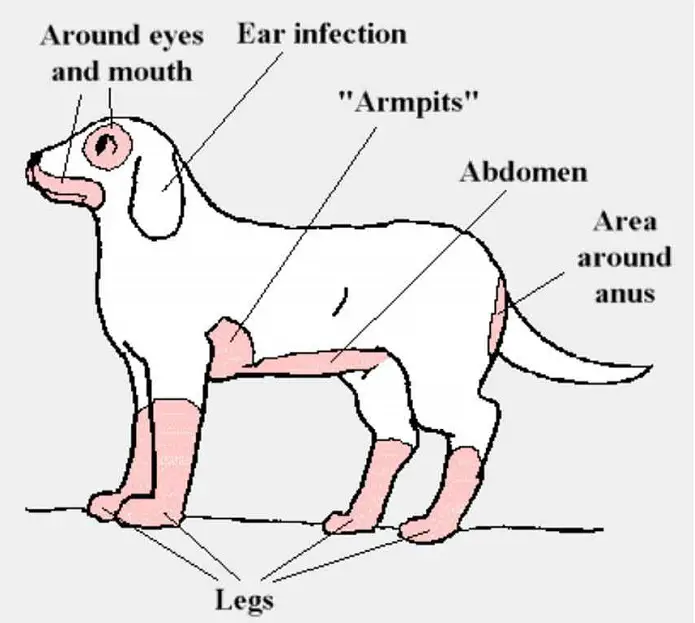 Pruritis in Dogs