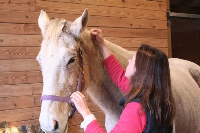 Anaplasmosis in Horses