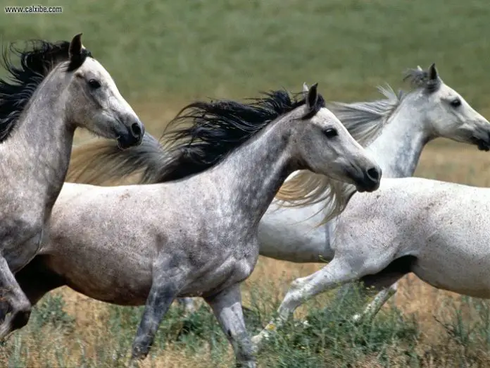 Dapple Grey Horse