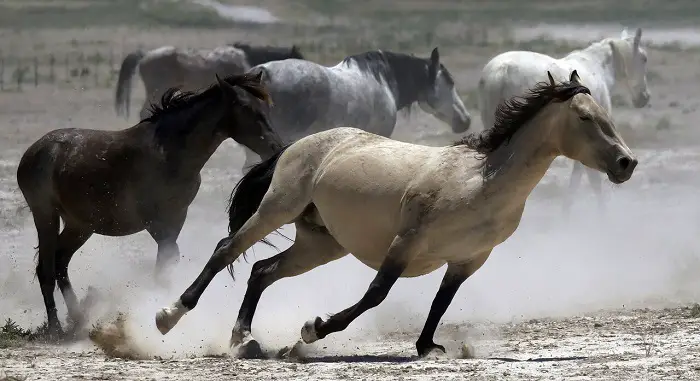 Dapple Grey Horse Breeds