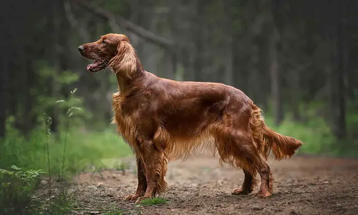 Features of Irish Red Setter Dog