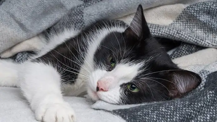 Feline Flu