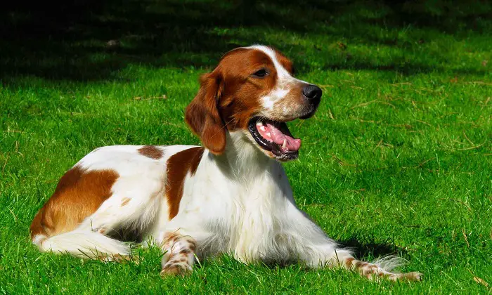 History of Red and White Setter