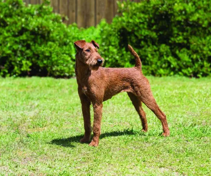 Irish Red Terrier