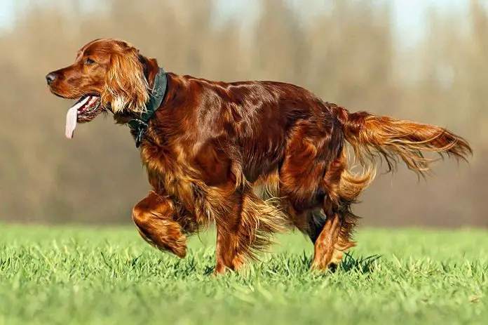 Irish Setter