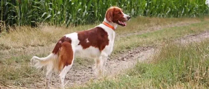 Red and White Setter Dog