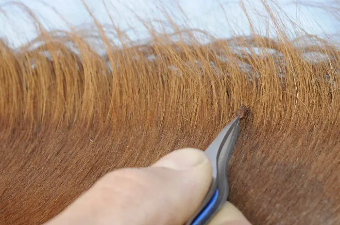 Ticks in Horse Hair