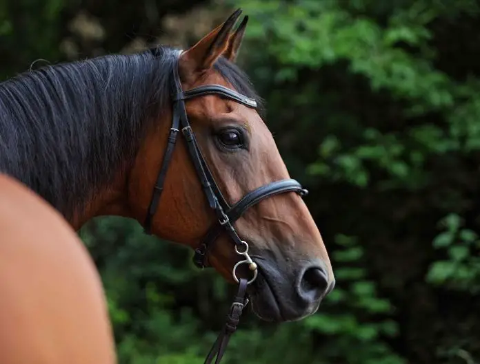 Types of Horse Bits