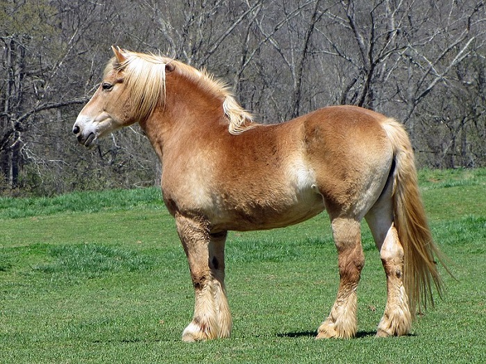 Beautiful Brabant Horse
