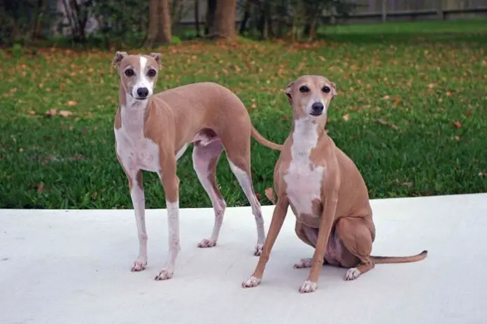 Beautiful Italian Greyhound