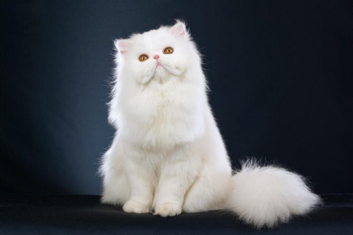 Beautiful Persian Cat