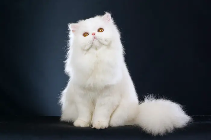 Beautiful Persian Cat