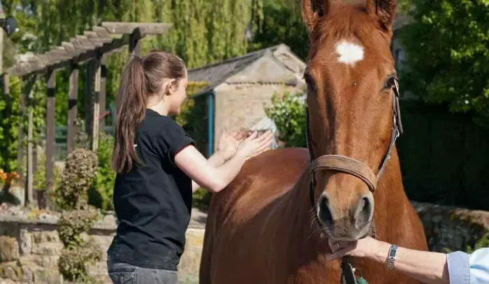 Benefits of Equine Massage