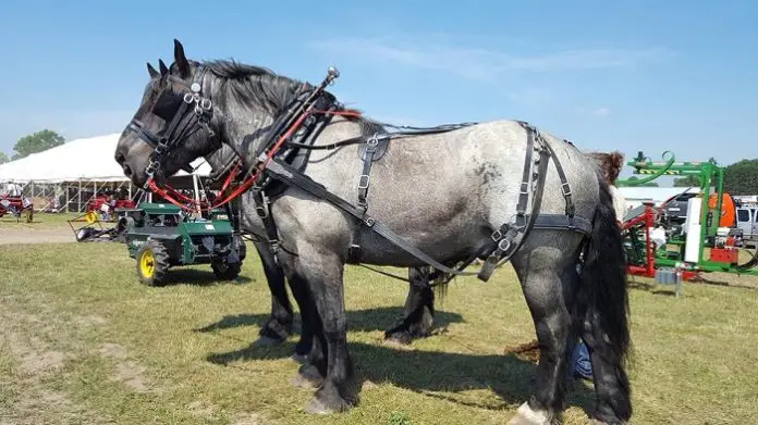 Brabant Horse