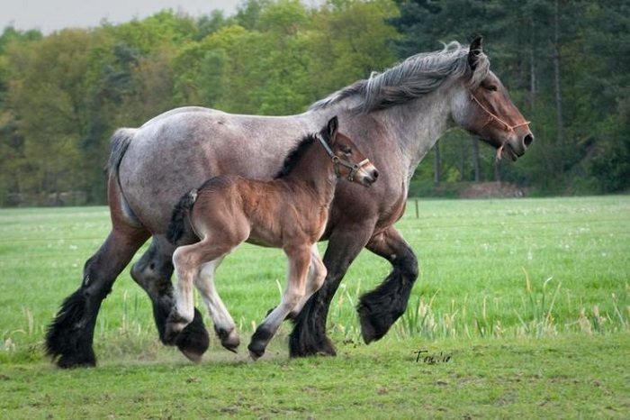Brabant Horse colors