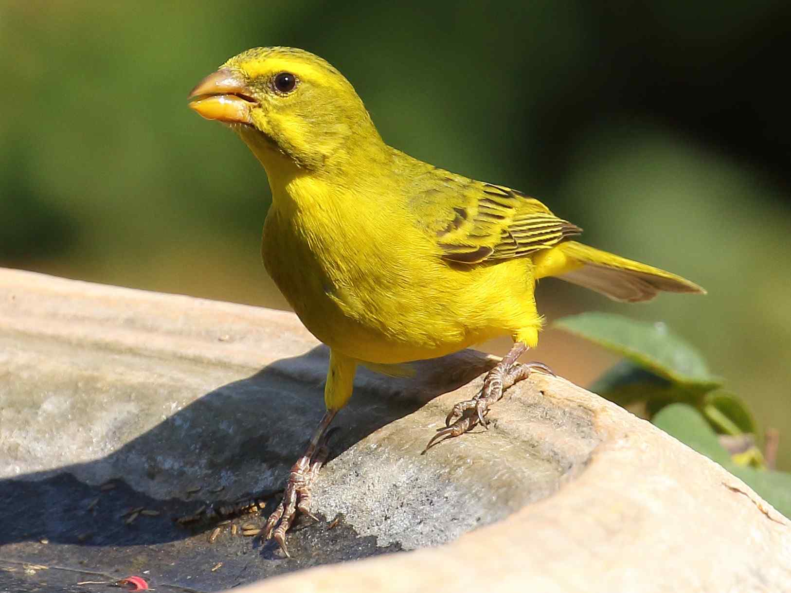 Brimstone Canary