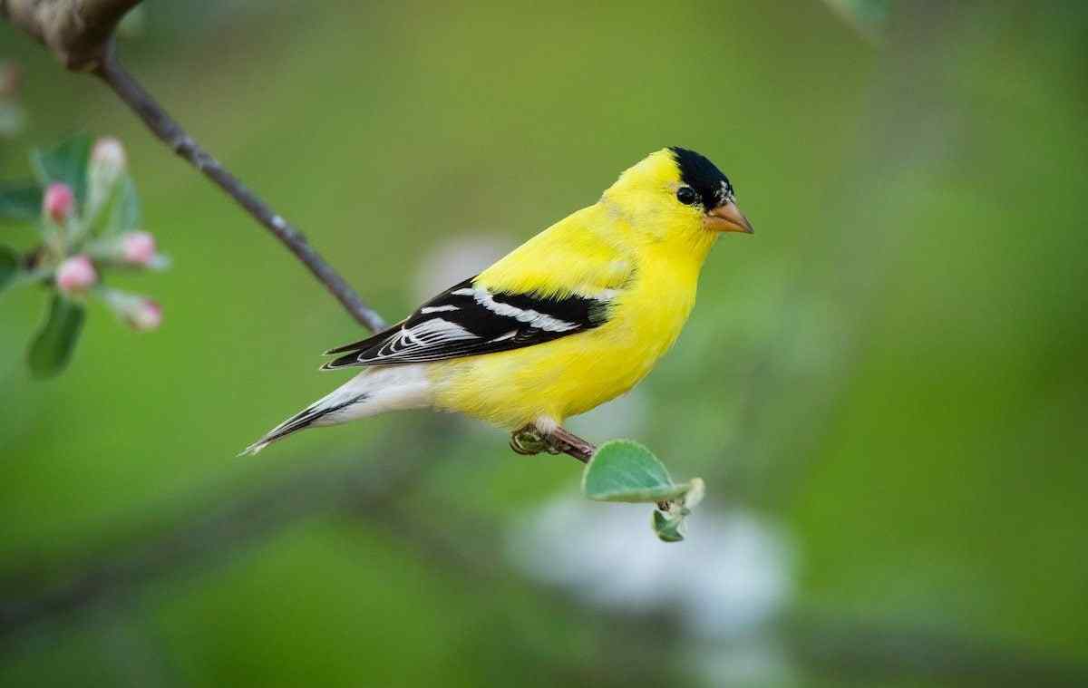 Common Goldfinch