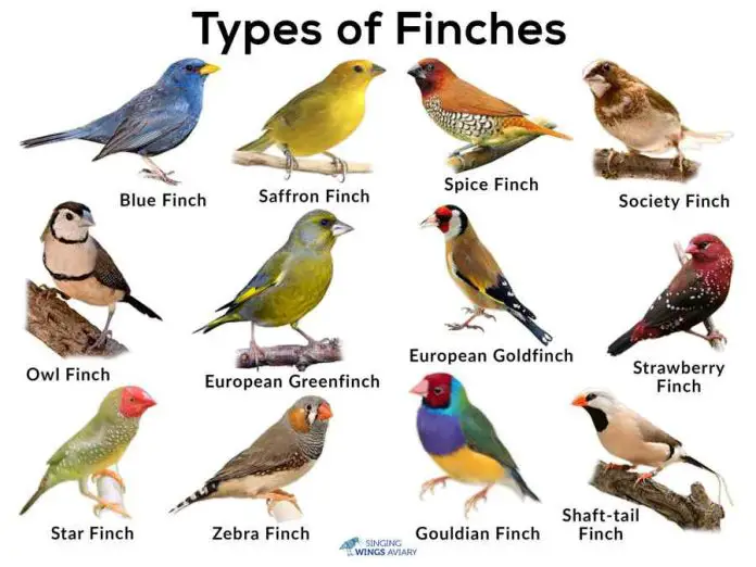 Common Types of Finches