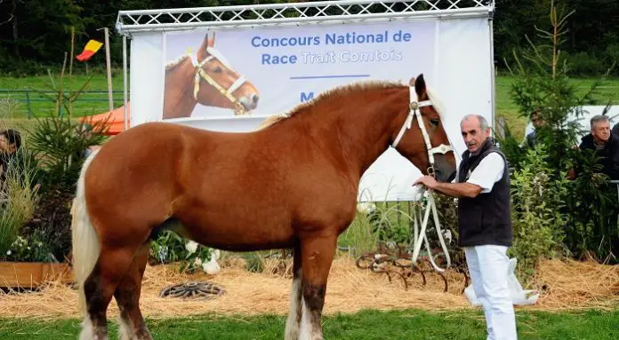 Comtois Horse Breed